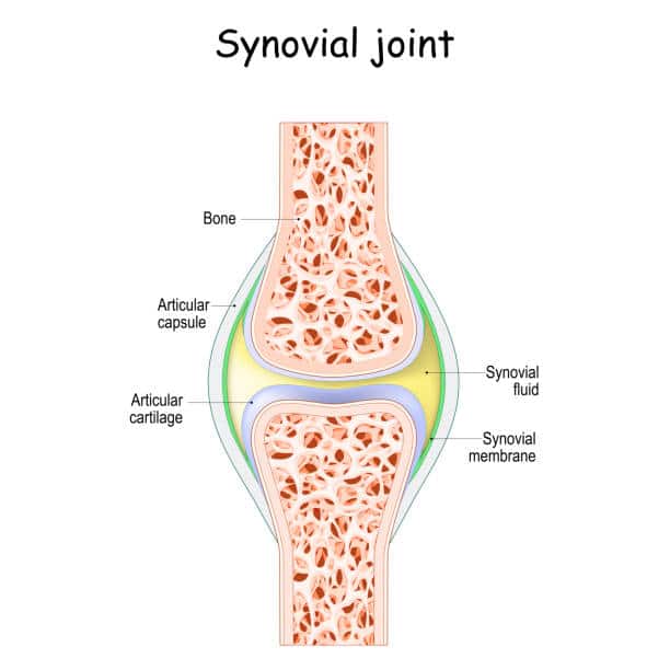 Medical Diagram of Synovial joint