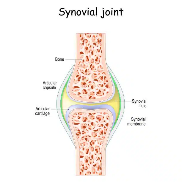 Medical Diagram of Synovial joint